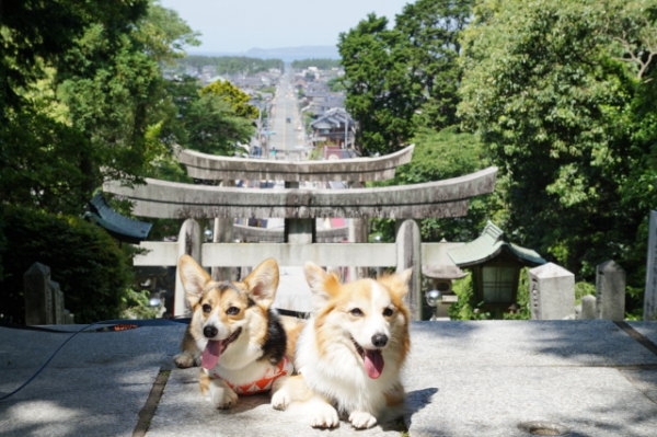 おかげ犬って知ってる？参拝代行がOKな歴史を知ろう！