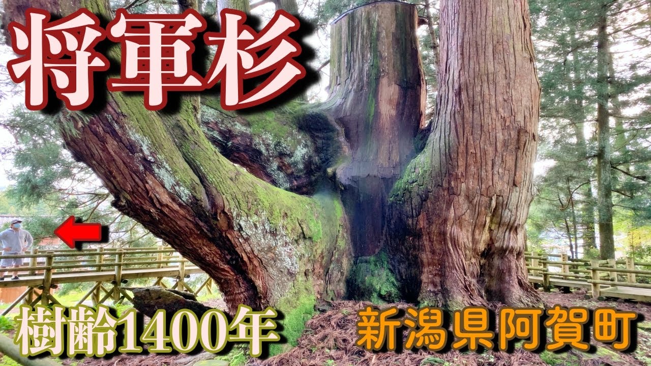日本一【将軍杉】樹齢1400年の巨木 新潟県の歴史深いパワースポット 新潟県阿賀町 平維茂