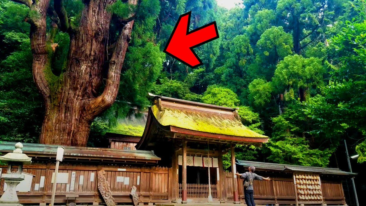 【千年杉のパワースポット】あなたは見える？若狭姫神社(福井)バーチャル参拝2020年版