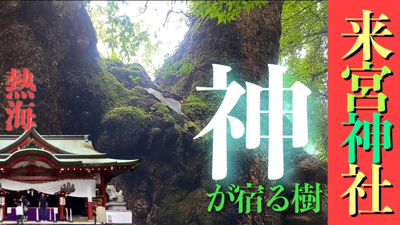 #パワースポット #来宮神社 #静岡県 #関東近県 #健康長寿 #心願成就 #樹齢2000年