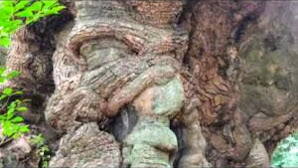 【パワースポット】静岡県 来宮神社