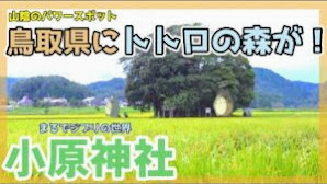 【鳥取】まるでジブリの世界！トトロの森にあるパワースポット、小原神社(客神社)。