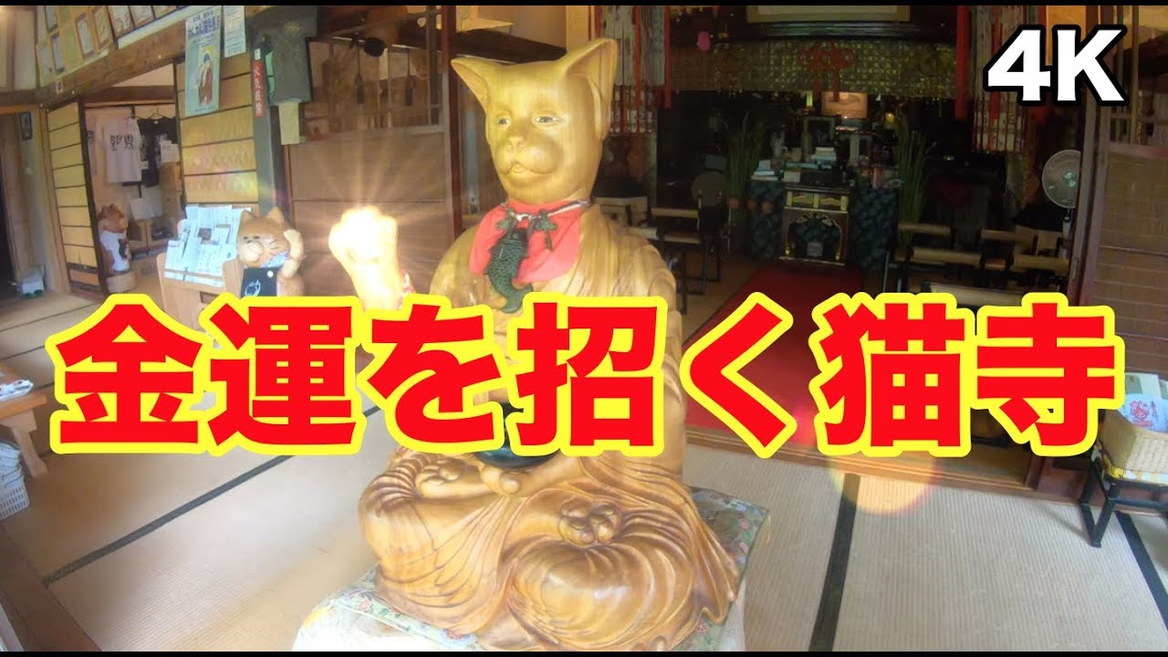 【猫寺 雲林寺】 猫好きの聖地 大きな福を招くパワースポットひとり旅