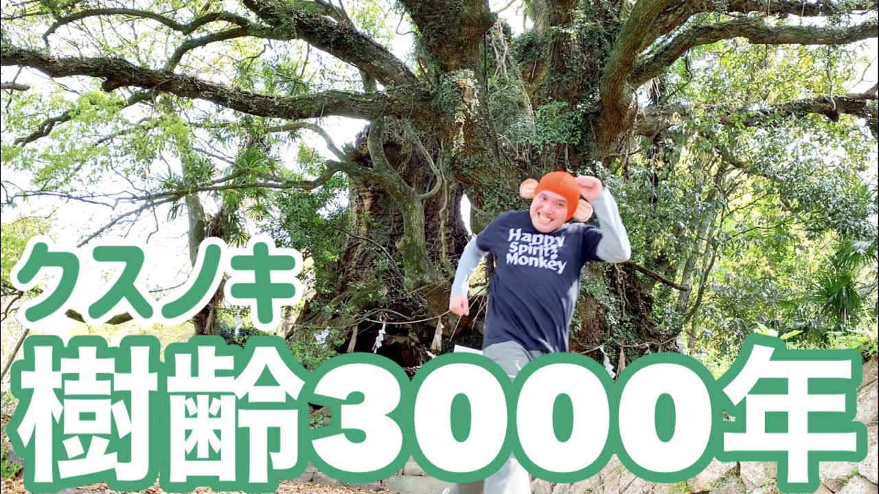 樹齢三千年のクスノキの巨樹‼️愛媛県大三島【パワースポット】