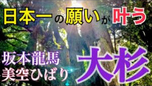 坂本龍馬・美空ひばりが訪れたパワースポット【日本一の大杉】大豊八坂神社