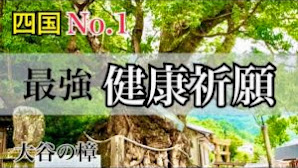 【健康祈願】遠隔参拝 四国一の楠「須賀神社」高知パワースポット