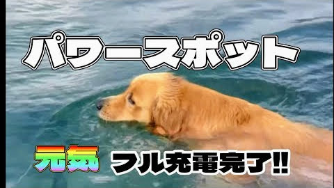 五島列島の海はパワースポット‼︎落ち込み大型犬も元気フル充電完了‼︎