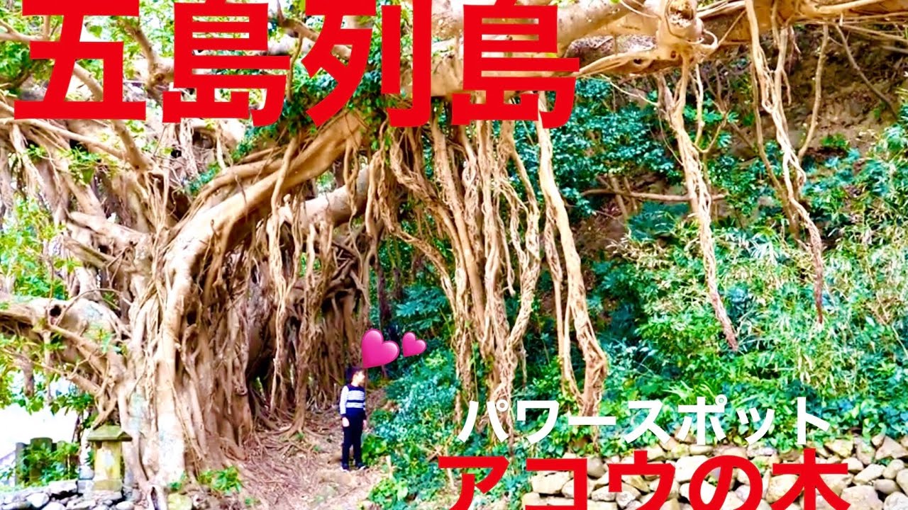 【五島列島】樫ノ浦のアコウ巨木　これぞパワースポット❗️❗️